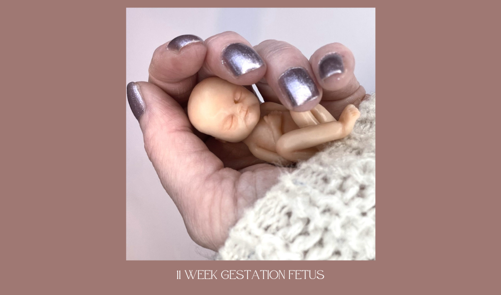 11 week fetus sculpture