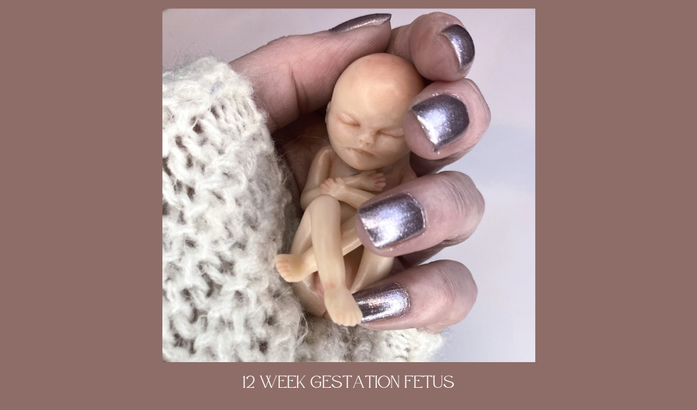 12 week fetus sculpture