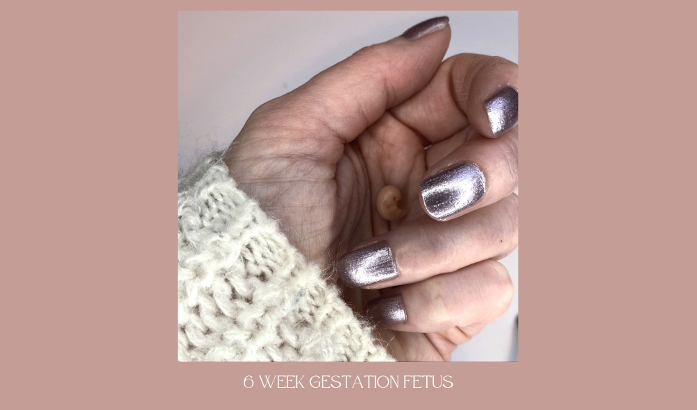6 week fetus sculpture