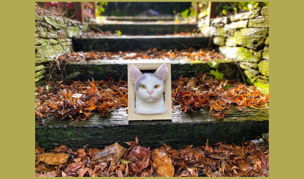 tortoise shell cat portrait