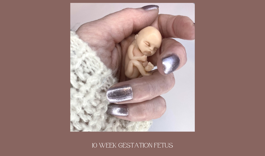 10 week fetus sculpture