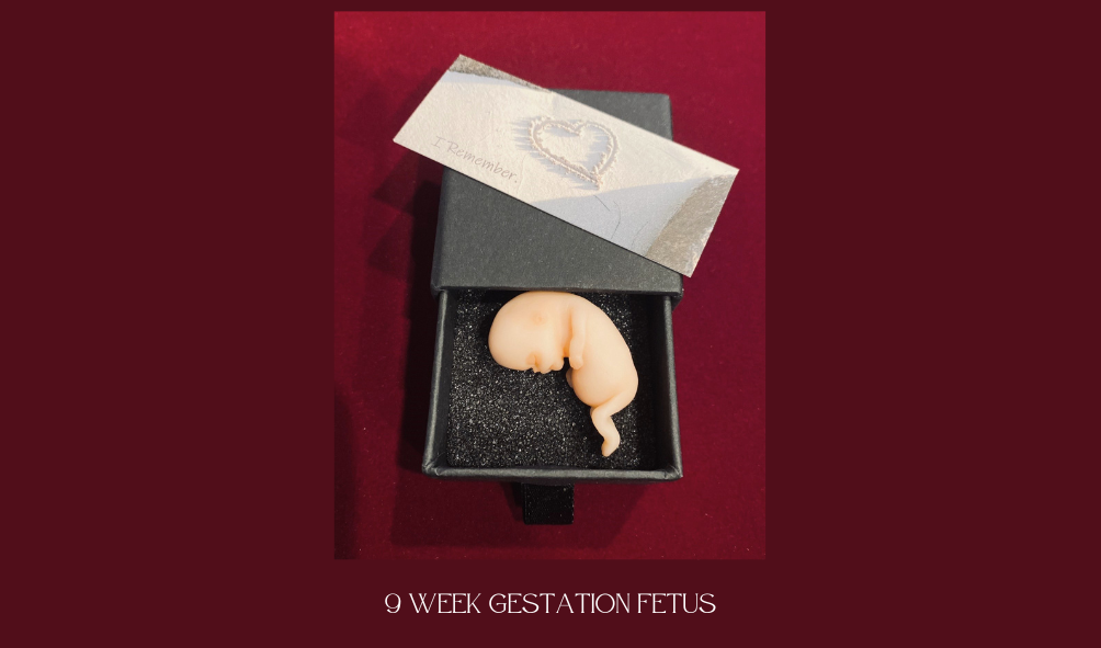 8 week fetus sculpture