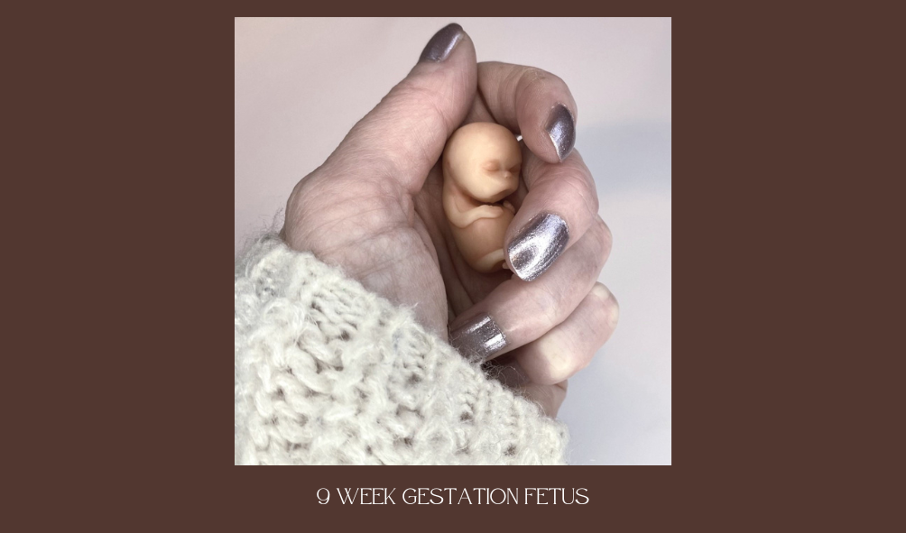9 week fetus sculpture