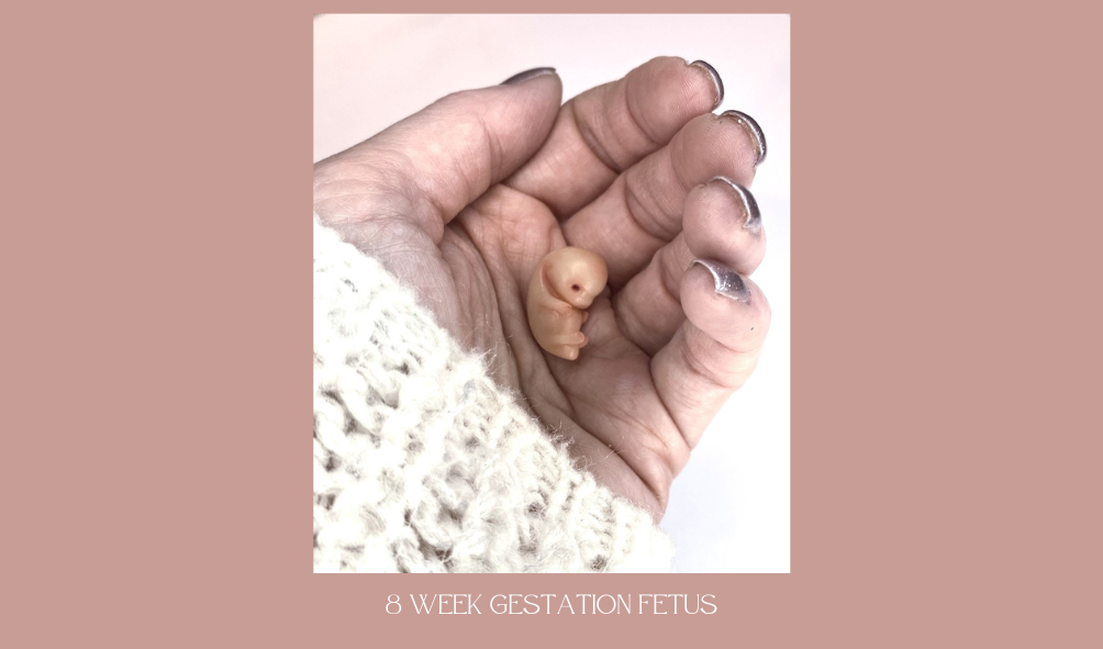 8 week fetus sculpture