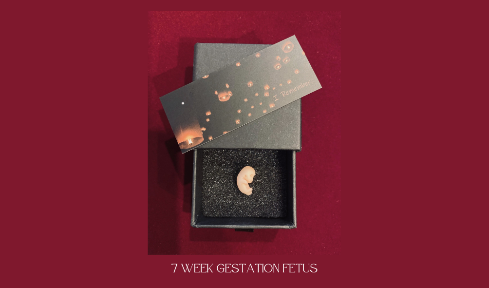 6 week fetus sculpture